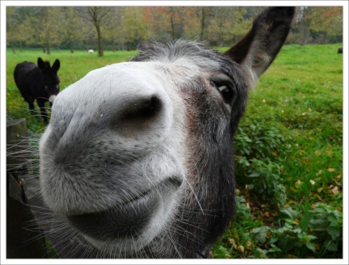 Image result for effective donkey